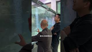 Unveiling Mr. Hei's Massive Fish Tank: A Dive into the Ocean's Depths