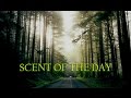 SCENT OF THE DAY ~ SPRING VLOG