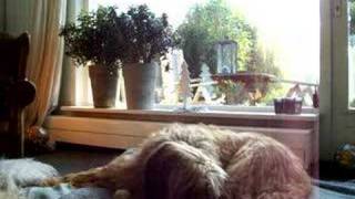 BRIARD  My almost 13.5 yr old Briard Jip in 2008 by gewoondirk 550 views 16 years ago 1 minute, 29 seconds