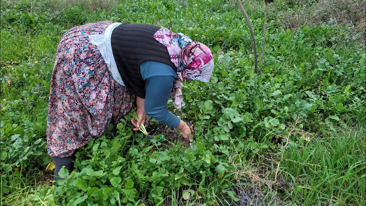 İŞ SONRASI AKŞAM YEMEĞİNE SİZLERLE TURPOTU TOPLAYALIM☘️🍀