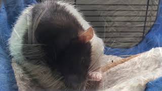 Sleepy Rat. Zzz
