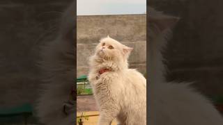Semi punch face male cat want to climb high places