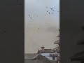 Birds Scatter During An Earthquake In Nepal