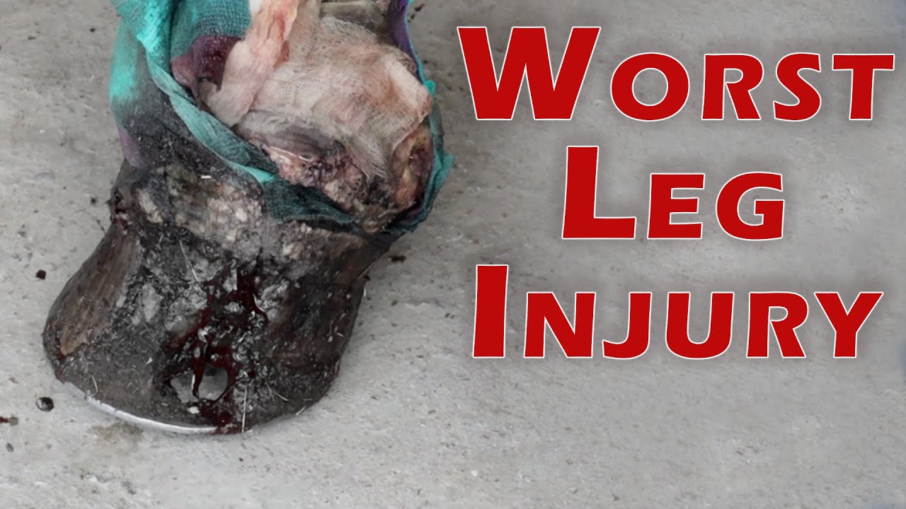 Worst Leg Injury - Horse Shelter Heroes S3E26