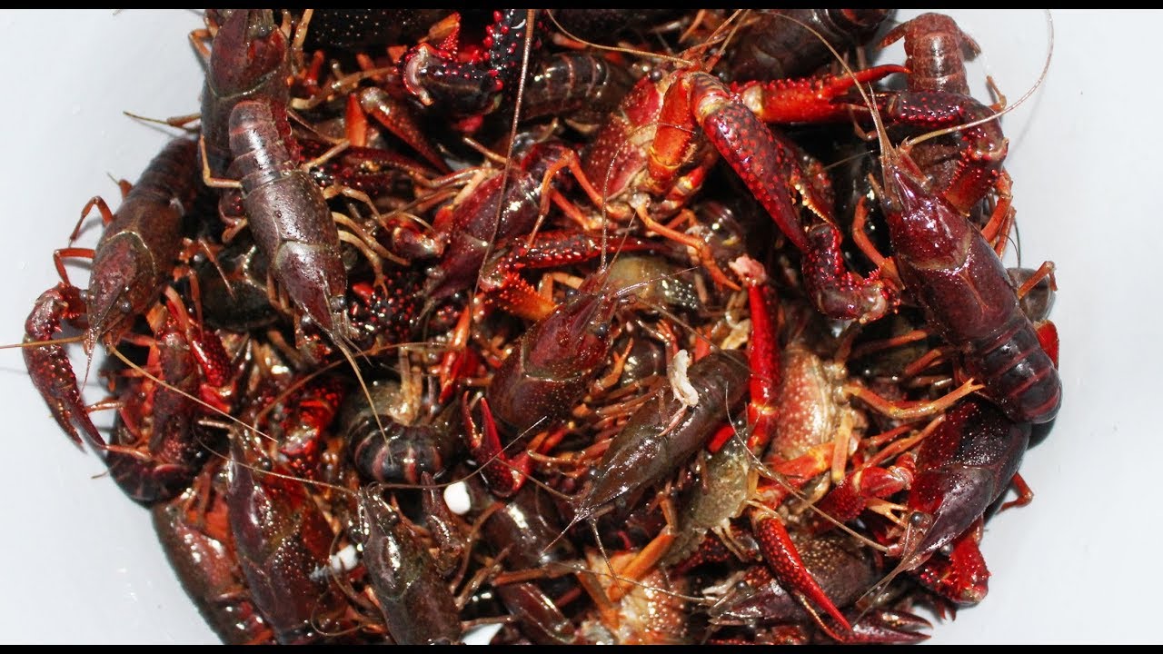 How To Catch Endless Crayfish In The Waterways Youtube