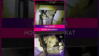 Gujarat: Lion Enters Home In Amreli, Triggers Panic Among Residents