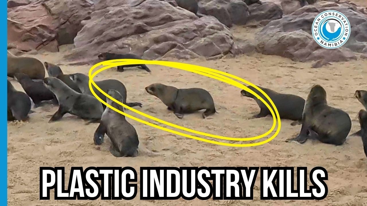 Teamwork vs Plastic Pollution: A Normal Day in Seal Rescue