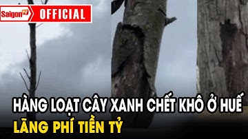 Hàng loạt cây xanh chết khô ở Huế, lãng phí tiền tỷ | Tin tức SaigonTV