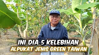 Download Lagu Kebun Alpukat Green Taiwan‼️Lebih Tahan Penyakit Dari Pada Miki \u0026 Jenis Lain MP3 Download Lagu Kebun Alpukat Green Taiwan‼️Lebih Tahan Penyakit Dari Pada Miki \u0026 Jenis Lain MP3