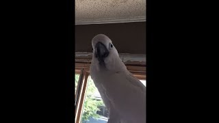 White Cockatoo Saying "I Love You"