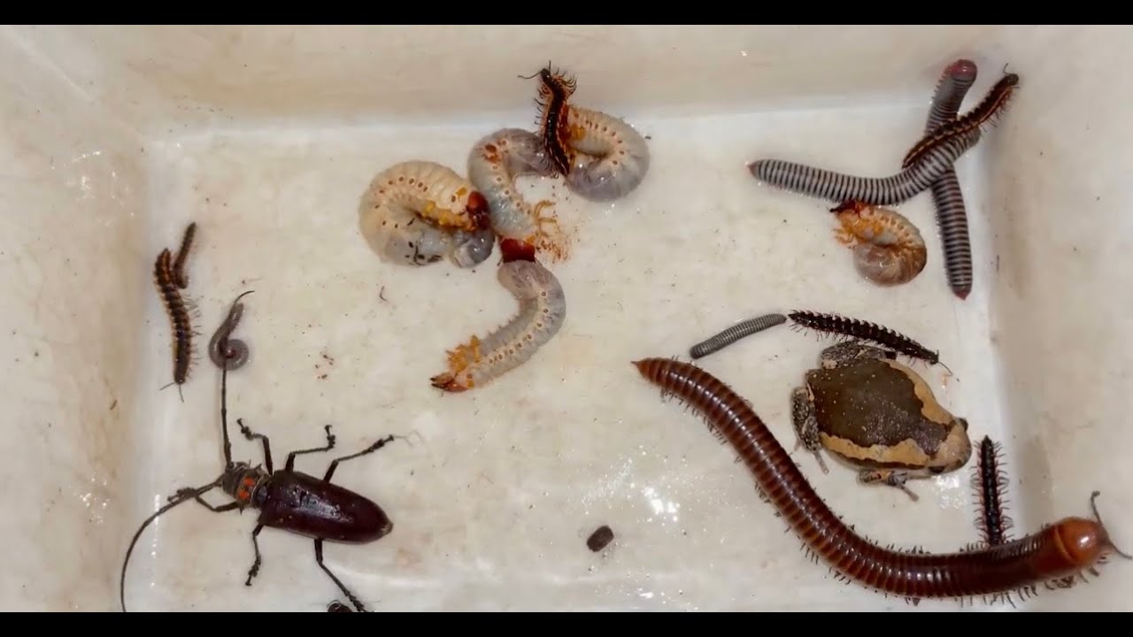 Nightmares!!!! Spotted One Poison Golden Giant Millipedes and Captured Chubby Frogs | Other Insects