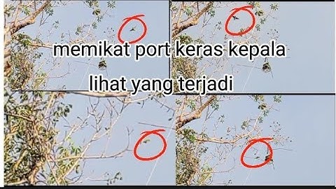 memikat burung serindit keras kepala