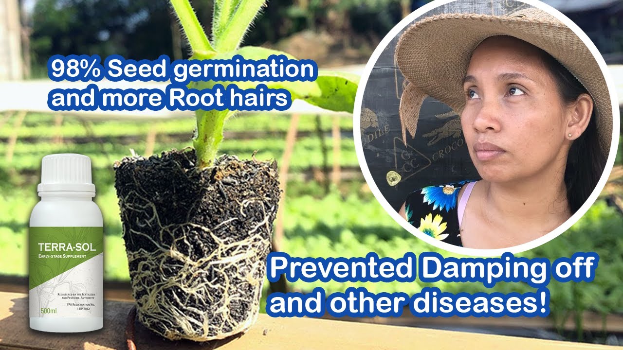 Tobacco in Agoo with Terra-Sol Biostimulant Foliar Fertilizer, HanEarl Science, HES