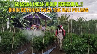 Download Lagu SUASANA INDAH HIDUP BERKEBUN..!! BIKIN BETAH RASA TAK MAU PULANG MP3 Download Lagu SUASANA INDAH HIDUP BERKEBUN..!! BIKIN BETAH RASA TAK MAU PULANG MP3
