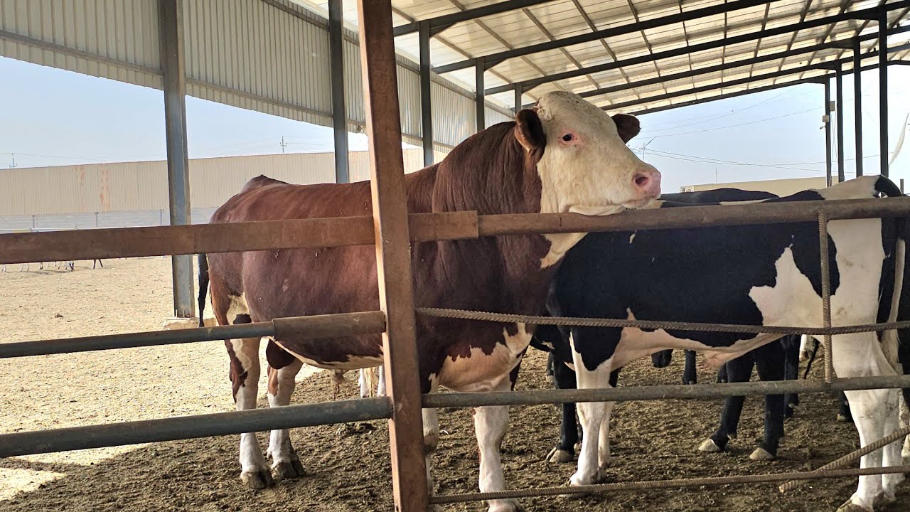 كيفية إنشاء حقول تربية و تسمين العجول