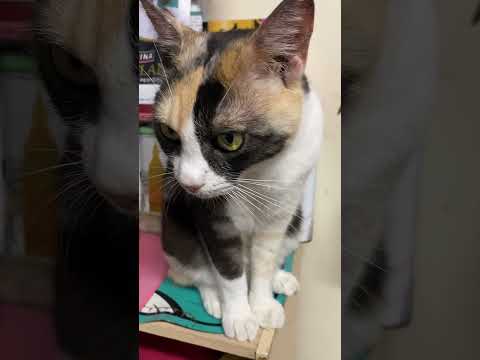 【沖縄家猫】アタチも甘えたい😻