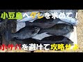 #39 【香川県小豆島】グレフカセ！ 小サバが寄ってさあ大変！