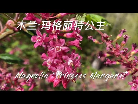 木兰科/木兰“玛格丽特公主” Magnoliaceae/Magnolia 'Princess Margaret(041023-58 ...