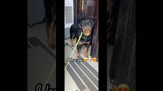 Nile’s beauty hits differently.” ✨#rottweiler #puppy #pets #animals #fyp #seo #petlover #cutedog