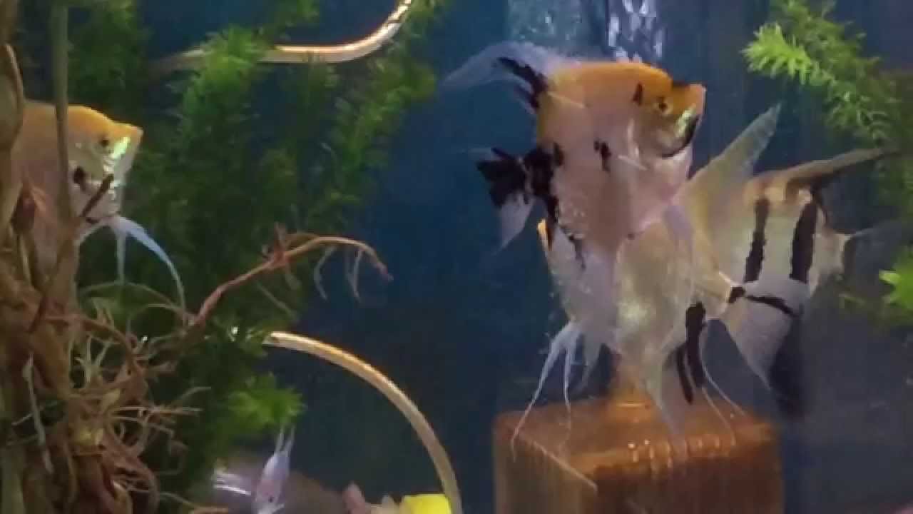熱帯魚 エンゼルフィッシュの戦い 熱帯魚 エンゼルフィッシュの戦い