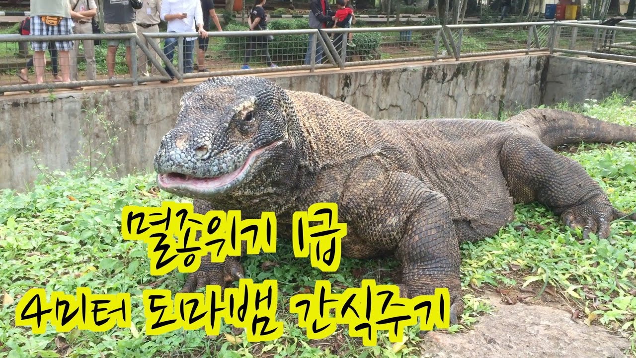 [HEY ZOO 탐험] Full HD 국내 최초!!!멸종 위기 동물 1급 코모도 왕도마뱀 사육장에 직접 들어가 보았습니다.(혐오 ...