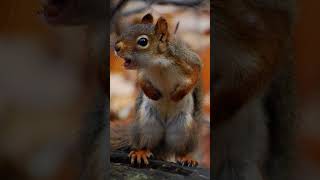 Sound the alarm!Photo by Dan Annable on flickr ·I see this squirrel every time I