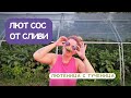 Вкусни Домашни Рецепти от Градината Сос от Сини Сливи Салца с Физалис и Лютеница с Тученица Вкусни Домашни Рецепти от Градината Сос от Сини Сливи Салца с Физалис и Лютеница с Тученица