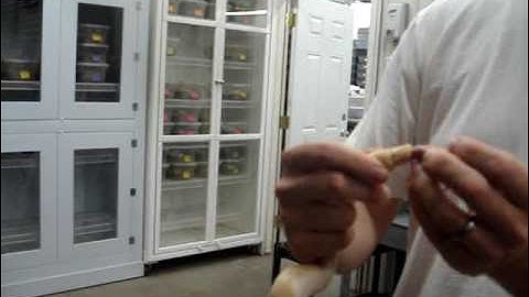 Force feeding a Snake