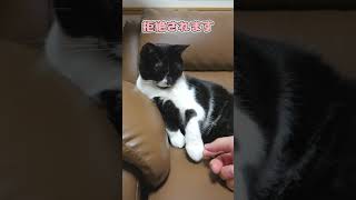 機嫌が悪い猫の手を触ってみると...【#Shorts】