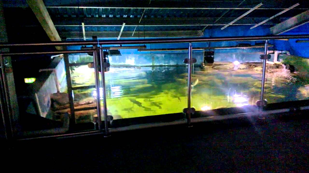 Galway Aquarium Salthill HQ YouTube