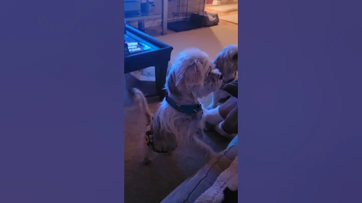 Rodney- deaf terrier mix with a rhythmic vibrating...