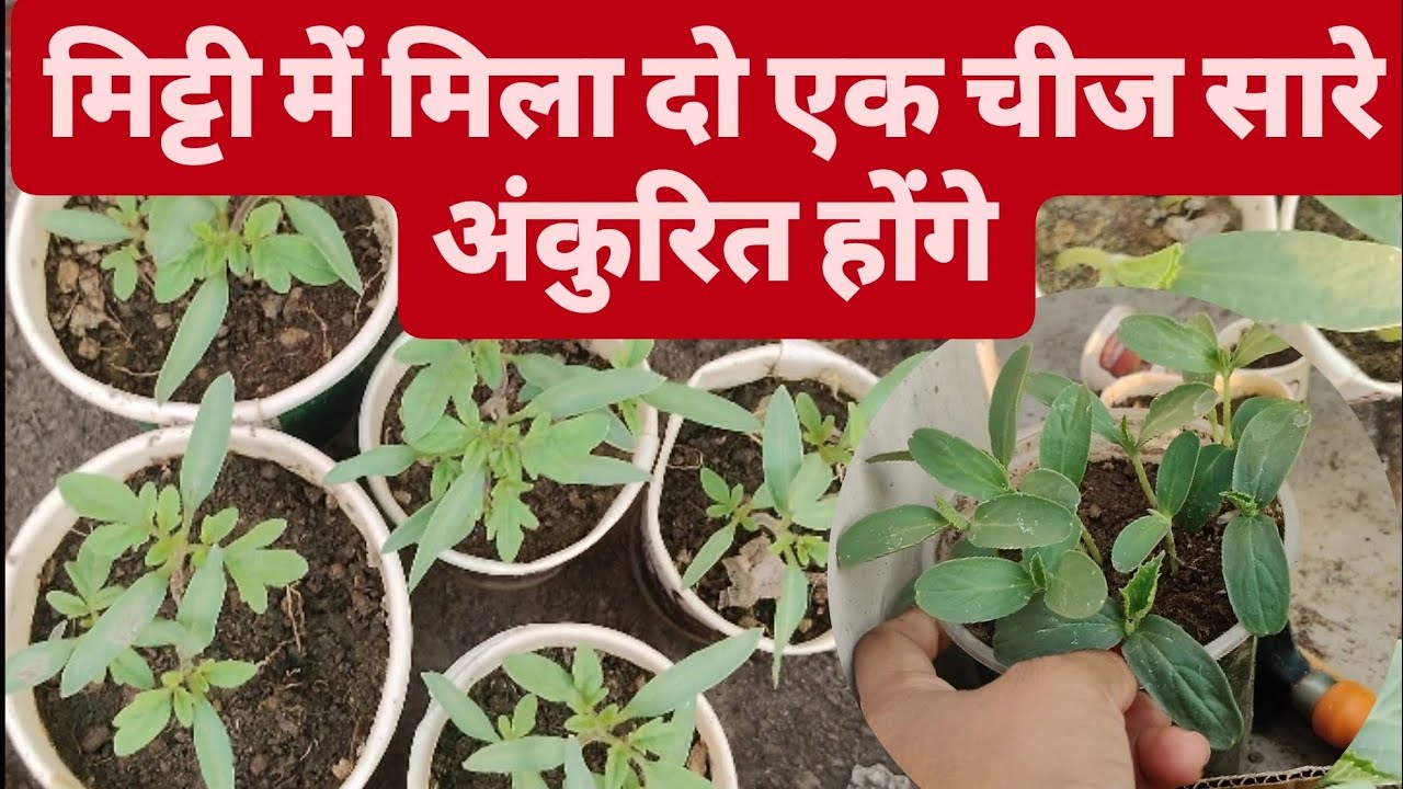 मिट्टी में मिला दो एक चीज तो सारे अंकुर होंगे बिज |#garden #gardening #trending #shortvideo 