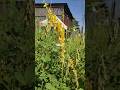 OROK OROK or Crotalaria pallida #Crotalaria #Crotalariapallida #orokorok