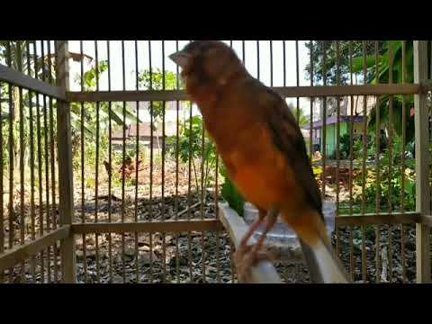 10 MENIT ROLL NONSTOP COCOK UNTUK MASTERAN KENARI MUDA