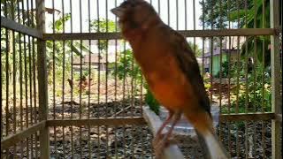 KENARI GACOR PANJANG masteran kenari PAUD durasi 10 menit