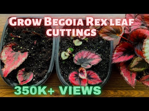 How to Propagate Begonia rex in soil from leaf cuttings| how to propagate huge number of begonia.