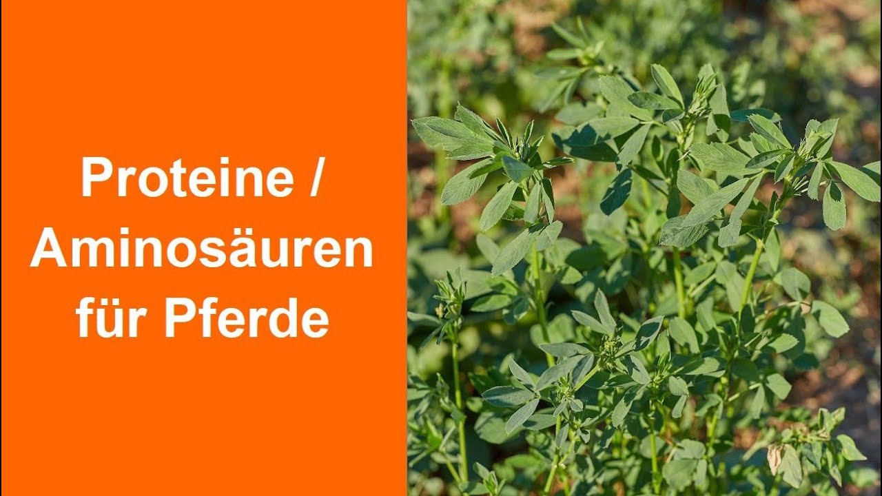 Proteine für Pferde - wieviel, wieso, welche Futtermittel und muss man Aminosäuren ergänzen?