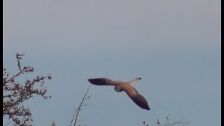 Hovering Kestrel Filmed on a Cold Windy Day in East Yorkshire