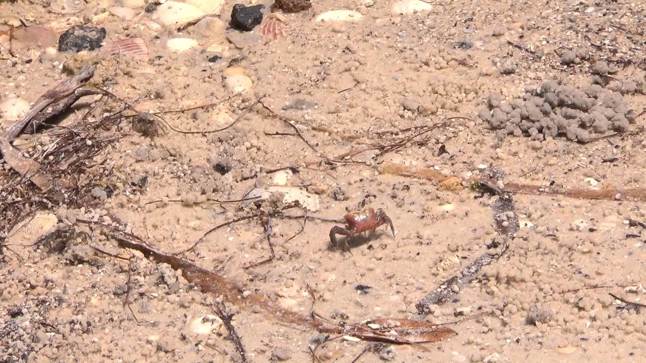 Sand and Fiddler Crabs - Longboat Key FL - YouTube