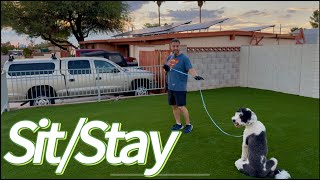 Dog Training 101: Teach Sit/Stay The Right Way | Easy Step By Step | 4K screenshot 5