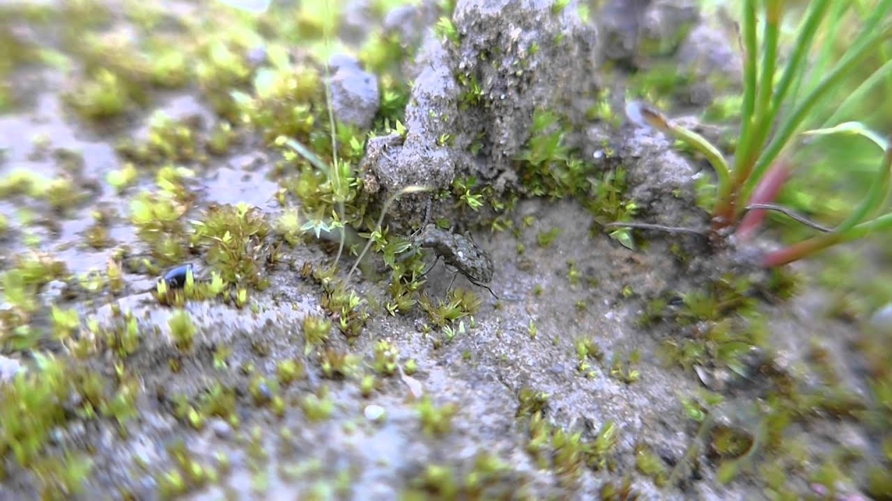 2015 08 21 Grote Oeverloopkever - Elaphrus cupreus Nieuwegein Het Klooster 020