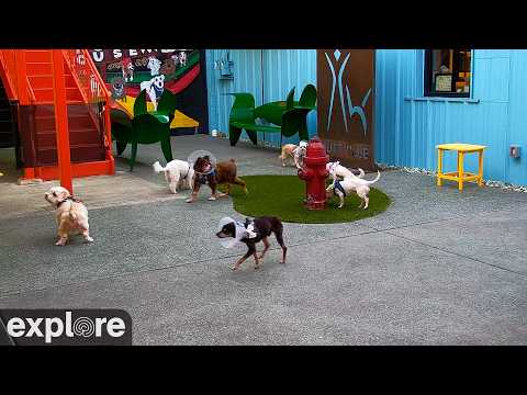 Muttville, San Francisco, The Outdoor Playland