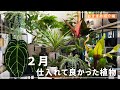 【春に向けたわくわくラインナップ】２月に仕入れて良かった植物紹介！