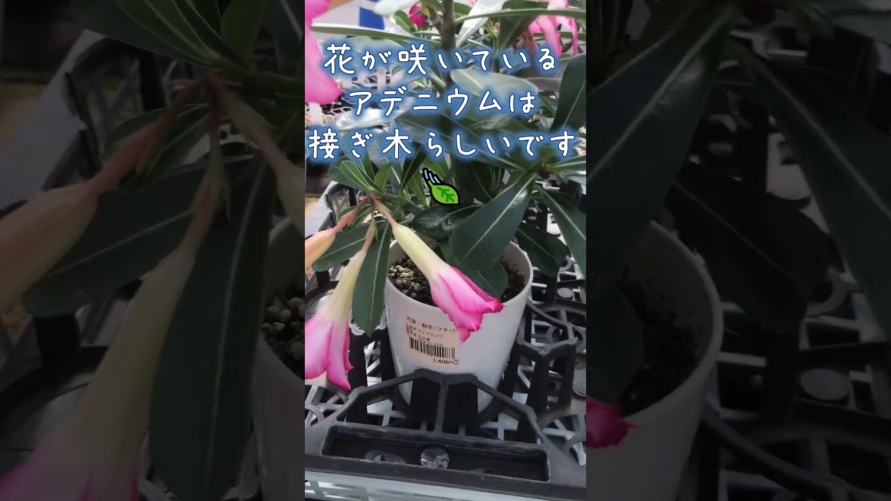 【#園芸 822カメ】 バラもバテ気味?夏の暑い時期は園芸店も植物入荷は絞り状態?ぞい😭 🐢「そんなわけでバラの見切り品を見に来たのだ、おぉん!」 【庭の大開拓時代】