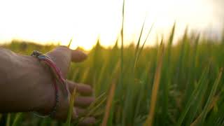 Enjoying Sunset on the Field - No Copyright Video - Free Stock Footage