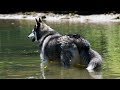 Husky Malamute Swims For Missing Stick