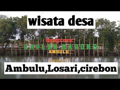 Trending Mangrove Caplok Barong Ambulu Losari Cirebon Trending Mangrove Caplok Barong Ambulu Losari Cirebon