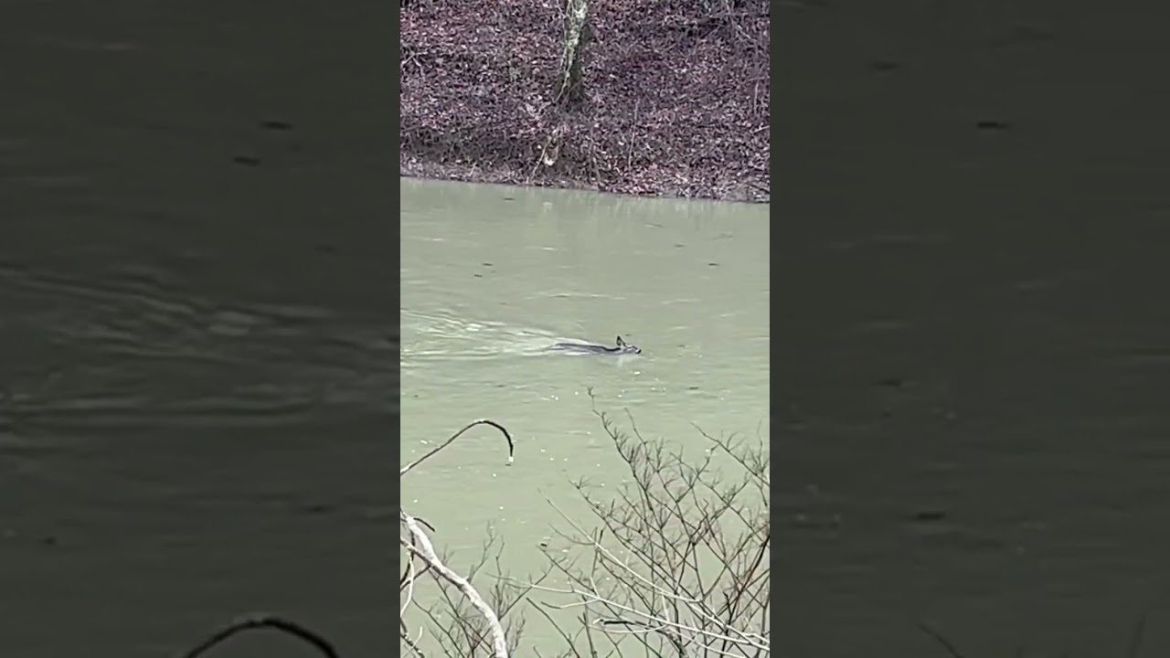 Deer Swimming Down A Muddy River