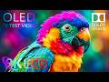 Masterpiece OLED 8K Video | 8K HDR Dolby Vision 240FPS (16K/4K Video TV)