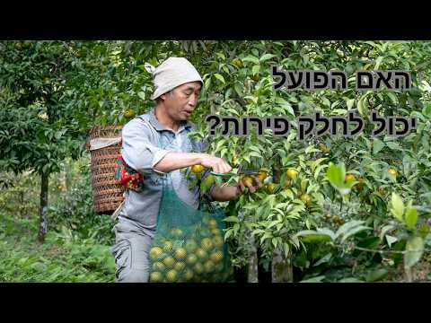תרומה שלא מדעת ודין "כלך אצל יפות" | בבא מציעא דף כב. - כב: